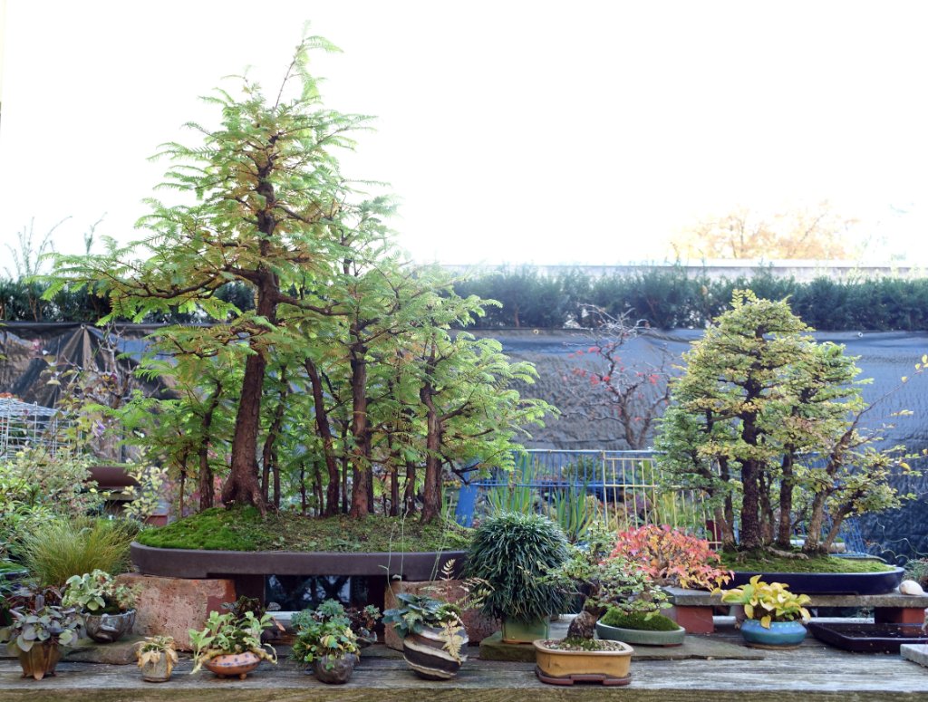 (Garten)Ansichten einer Wald-Närrin