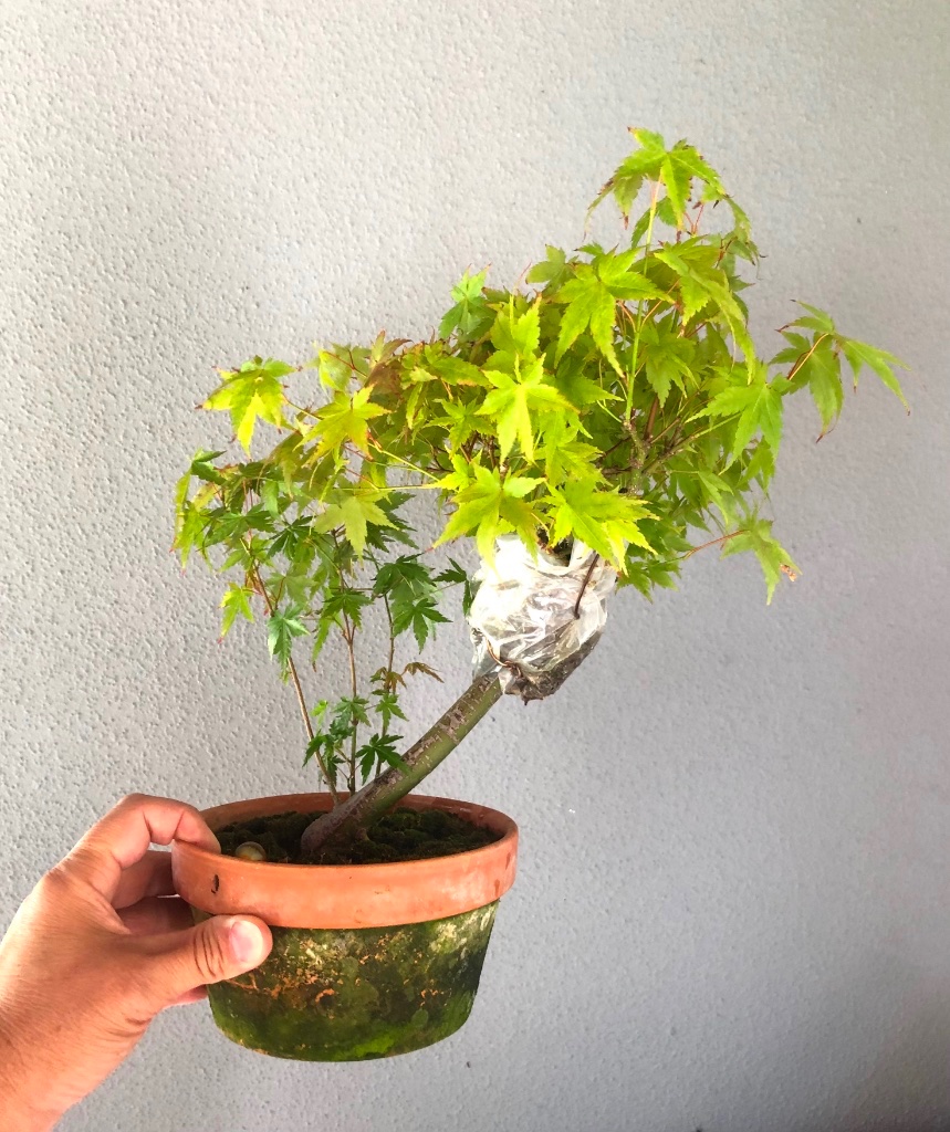 Gipfel-Abmoosung 2022: den unteren Stumpen fand ich  als denkbaren Mame-Bonsai interessant. Deshalb habe ich 2021 drei Sämlinge ablaktiert. Zwei um Wurzeldefizite auszugleichen, einen als neuen Gipfel im passenden Winkel. Einfach nur warten, dass irgendwo eine Knospe austreibt erschien mir zu riskant. Solche kurze Wurzelstumpen starben mir in der Vergangenheit immer ab.