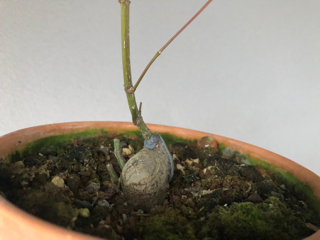 Japan-Knete drauf und die Triebe auf untere Knospen zurückschneiden. So passen sie später zum kleinen Bonsai