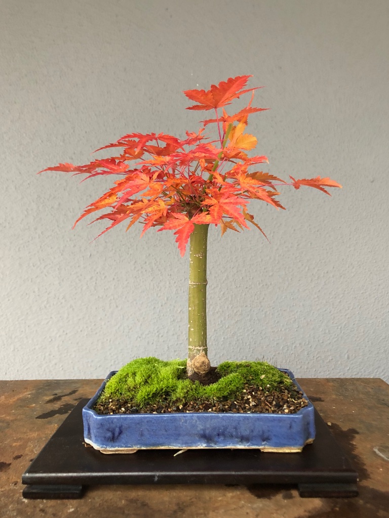 November 2019: schöner Herbst