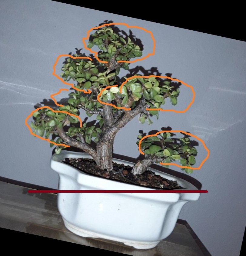 Portulacaria-afra_aduecker_2023-01-23.jpg