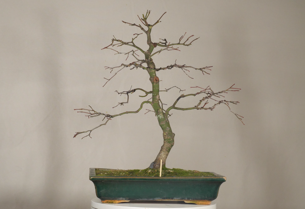 P1017535_ 2 (00.00.00.00).png