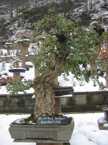 Manfred Roth 2007- im Garten04.jpg