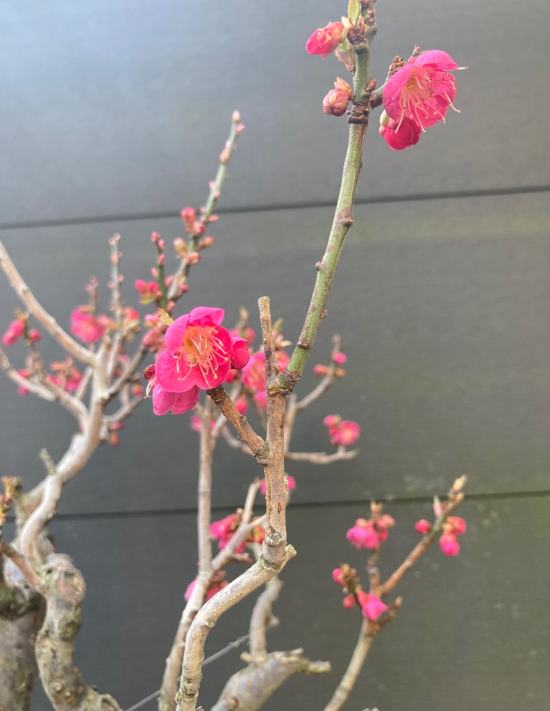 FC2E838E-A756-4056-BA14-5F2A78FAB9C5.jpeg