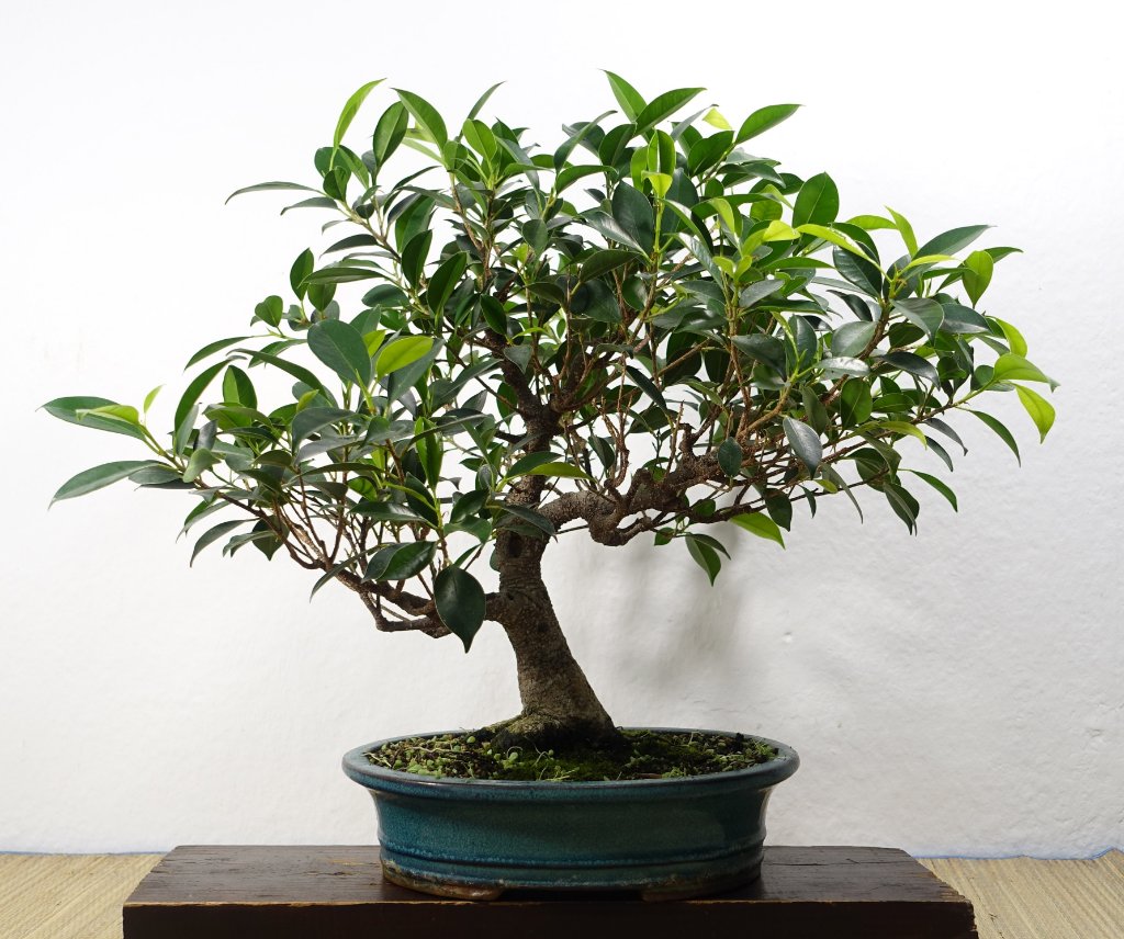 mein Ficus vor dem Blattschnitt am 21.6.2020 - das Grün ist zu weit außen, es soll näher an den Stamm gebracht werden