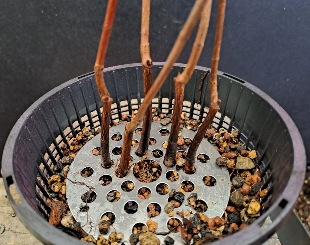 ca. 1 cm Rand gelassen.