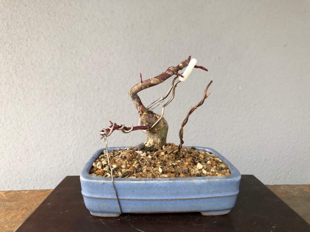Schale aus Tokoname von Hattori