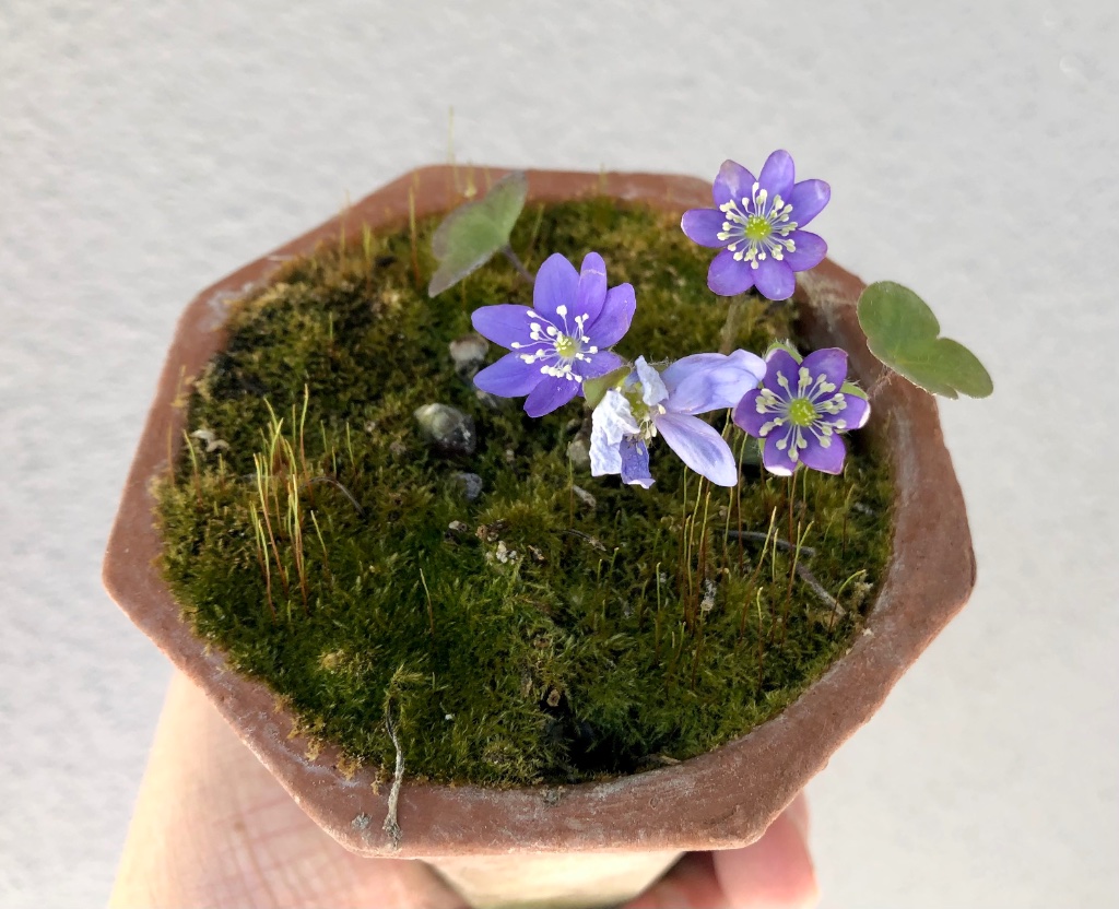 mittig kommen demnächst noch pinkfarbene Blüten