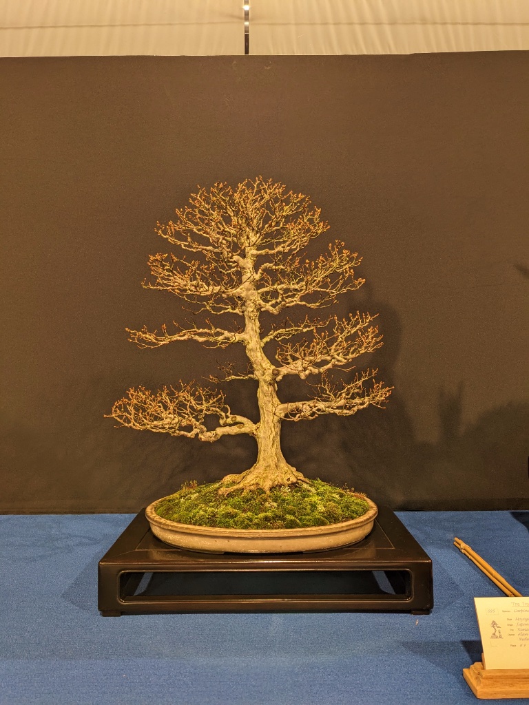 Carpinus Turczaninowii / Japan / Yamaaki / Alan Uithol