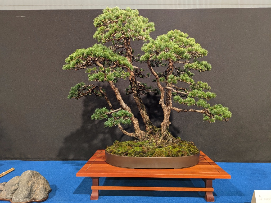 Pinus Parviflora / Japan / k.A. / Gerrit Lodder