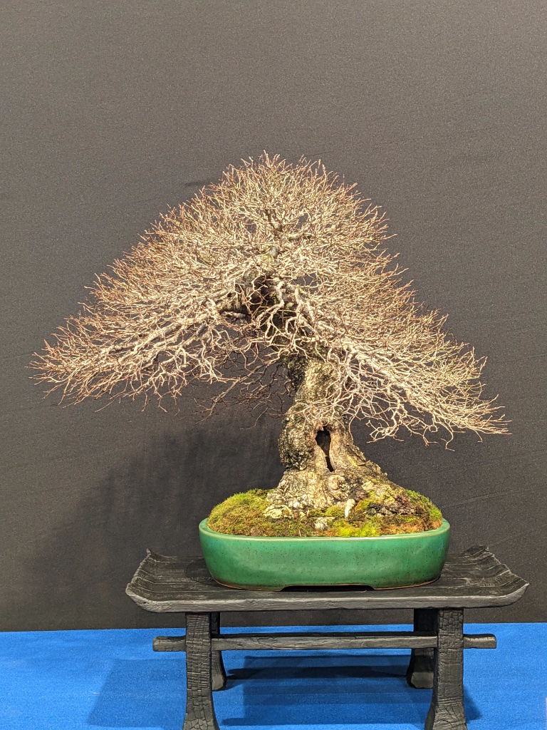 Ulmus Pumila / Spanien / Japan Furuja (Furuya?) / Mauro Stemberger