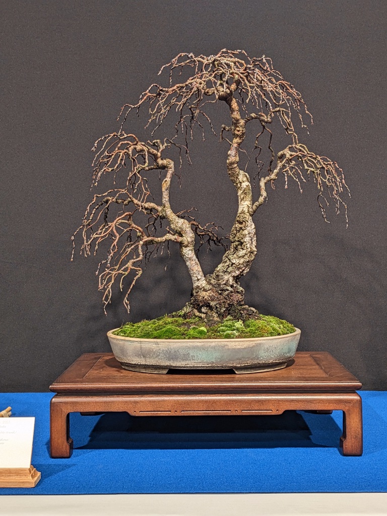 betulus pendula / Hermann Haas