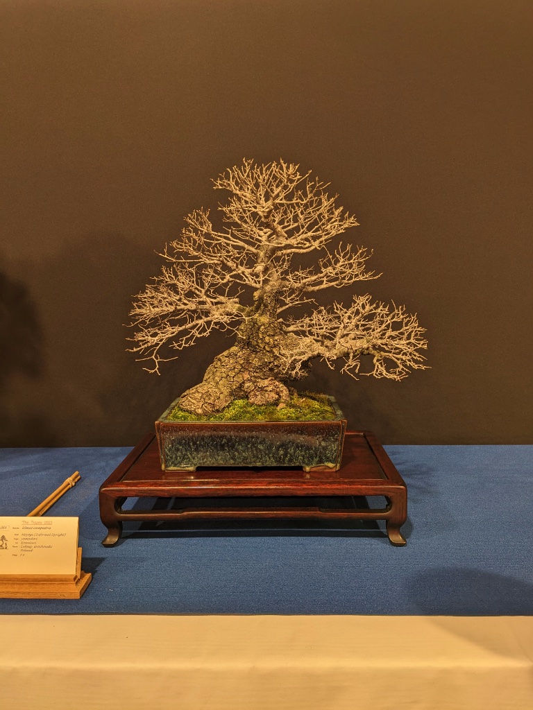 Ulmus Campestris / Wildfund / Kowatari / Lukasz Grochowski