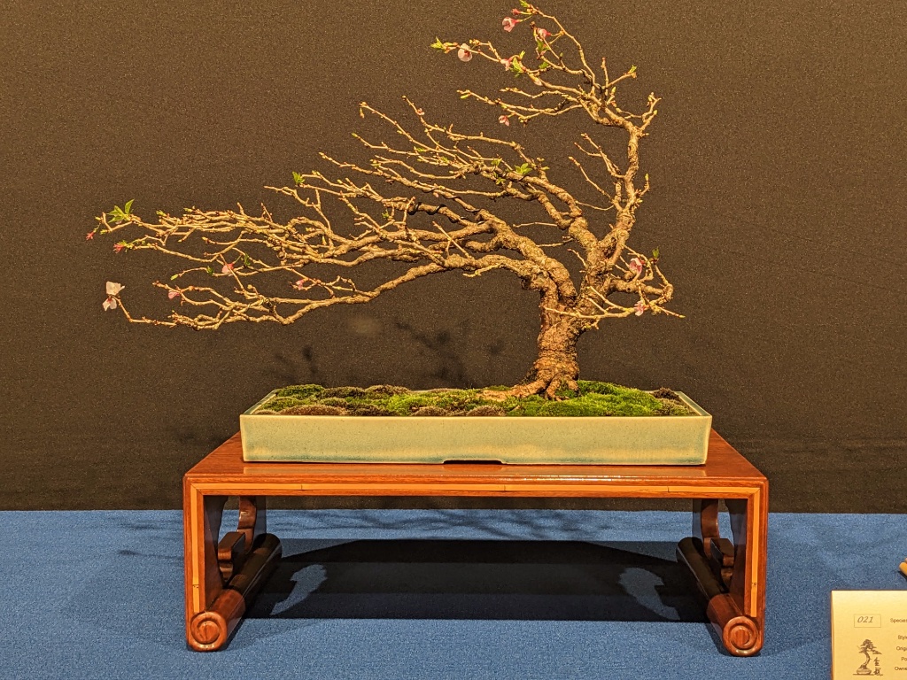 Prunus Incisa Kojou-no-mai / Gartencenter / Greg Ceramics / Cistern Davy