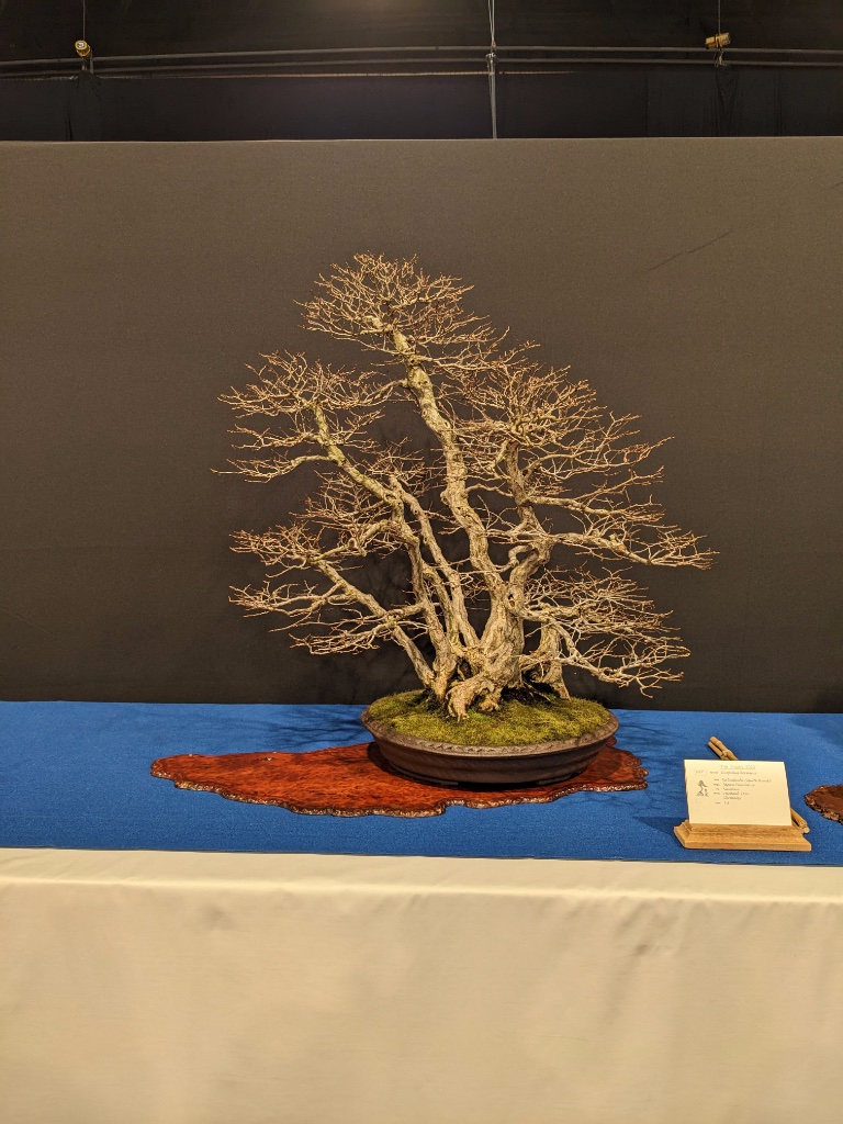 Carpinus Koreana / Japan / Nanban / Michael Dörr