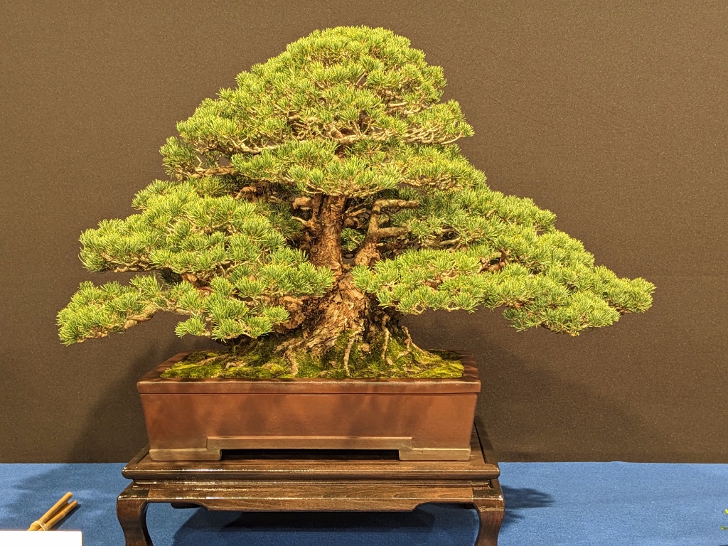 Pinus parviflora