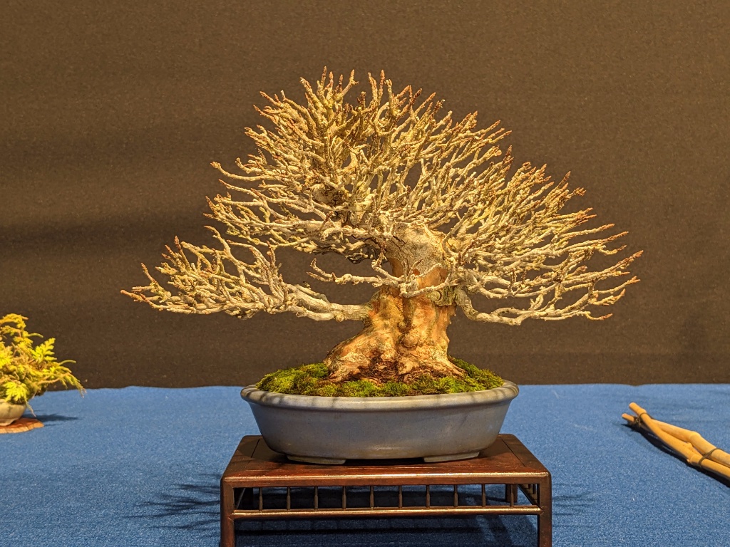 Acer Buergerianum / Japan / antike Nakawatari / Alexandro Escudero