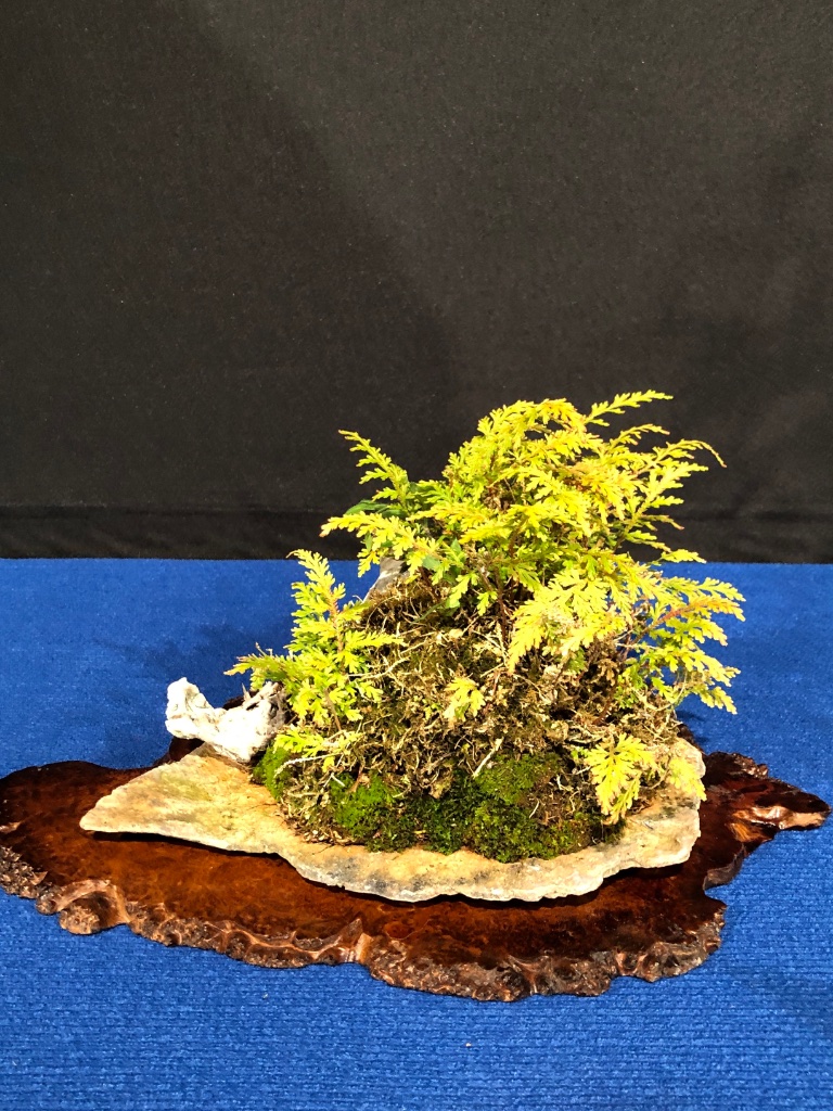 7FA74DAE-A535-408D-B447-ABF40E205C14.jpeg