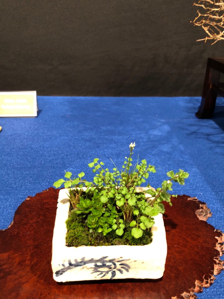 C0369779-D561-41DD-9EC1-20CC3697D943.jpeg