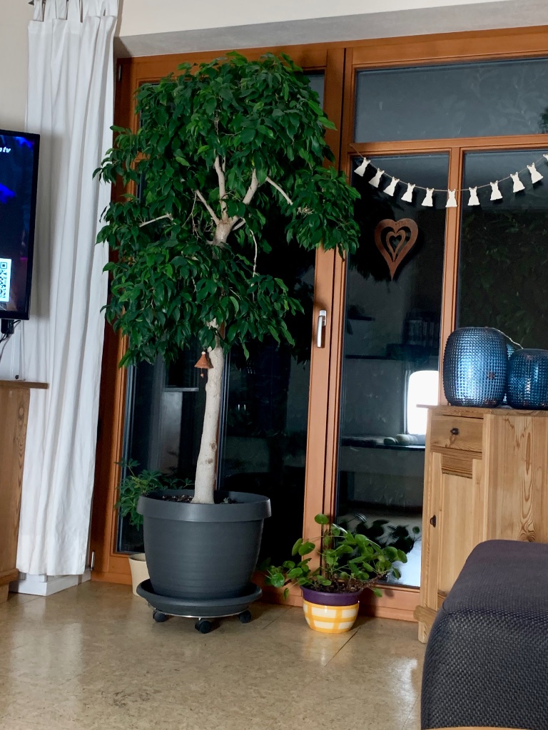 Auf die Schnelle vom Sofa aus fotografiert