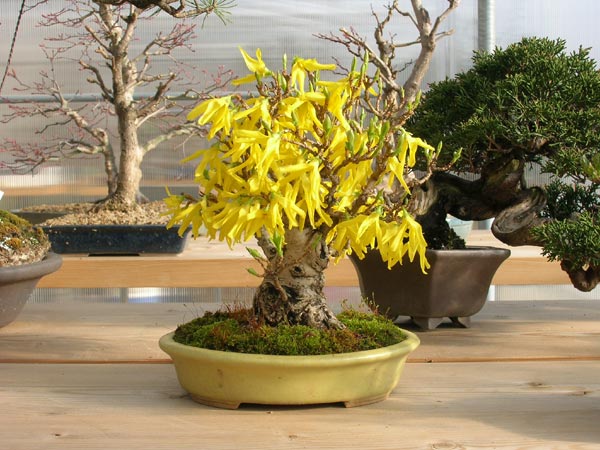 hübscher Forsythien-Shohin