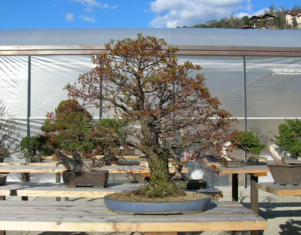 traumhaft schöner Arakawa-Ahorn