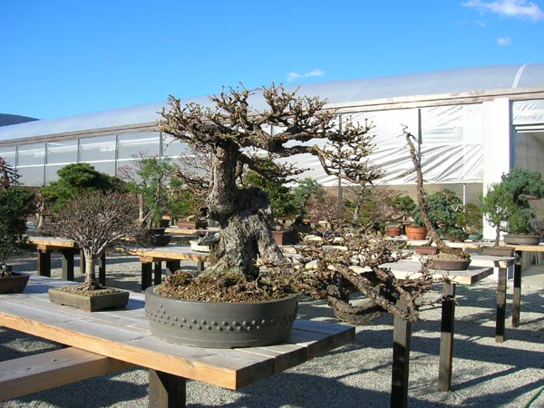 alter, sehr reifer Lärchen-Yamadori