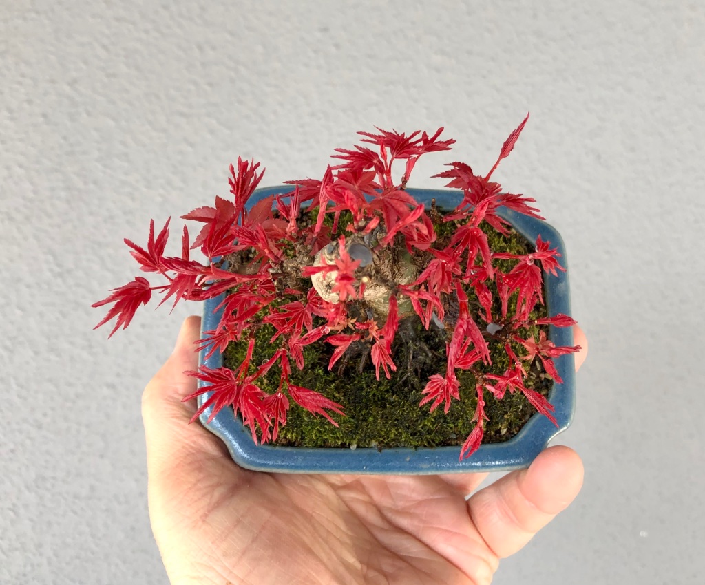 16117527-B6F7-4A37-A54F-2CCF20E4691A.jpeg