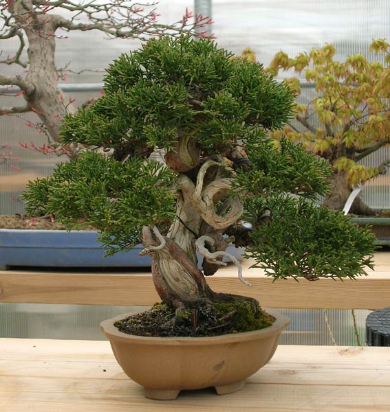 Shinpaku - Shohin (ein Traum!!)