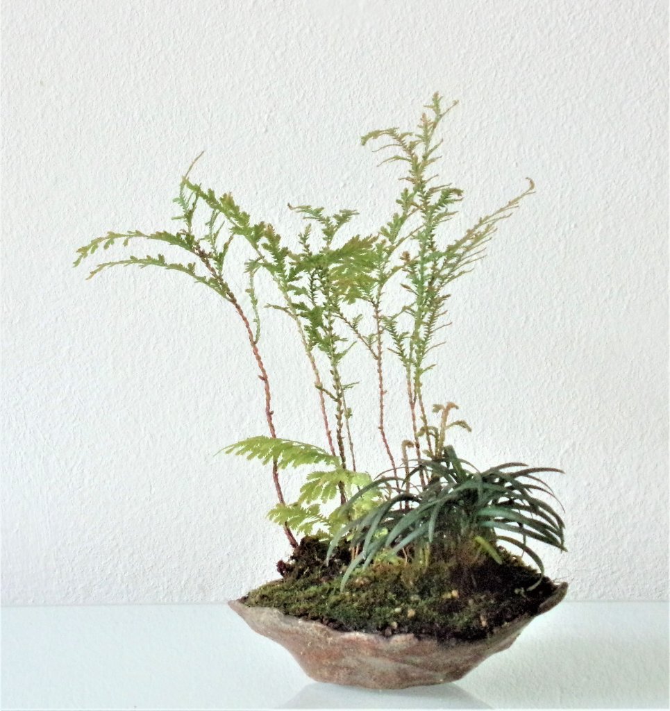 Selaginella und Schlangenbart