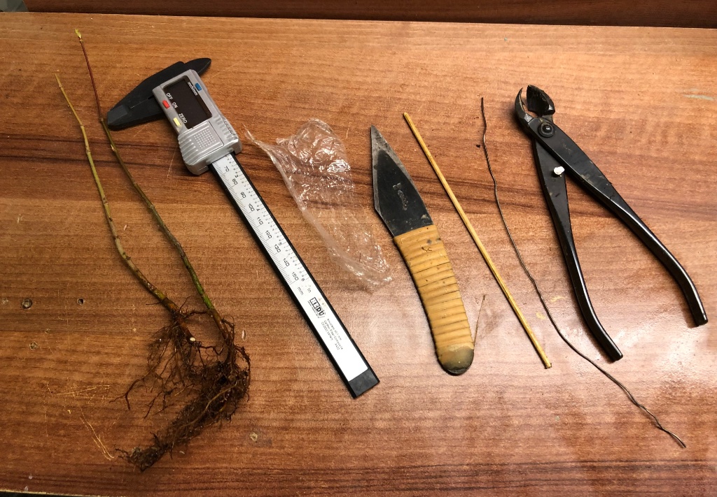 Material von links: vorbereitete Sämlinge, Schiebelehre zum Abschätzen des Bohrlochs, Folie zum Umwickeln und leichteren Durchschieben des Sämlings, Skalpell zum Schnitzen eines Fixierkeils, Schaschlikspieß zum Fixieren des Sämlings, 1mm-Draht zum Durchschieben der Folie, feine Zange zum Präparieren des Samlings