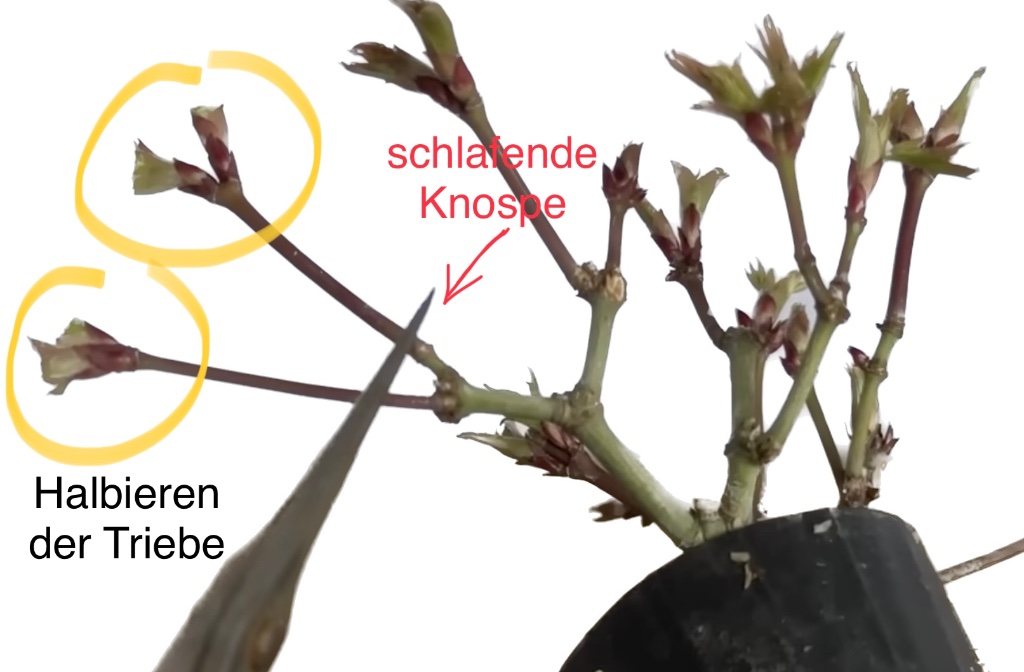 Statt Halbieren der Triebspitze hätte ich die langen Triebe eingekürzt. Beim Mittleren wäre Rückknospung auf die schlafende Knospe wahrscheinlich. Ich sehe nur diese eine schlafende Knospe. Die anderen beiden „Langtriebe“ haben keine. Beim Einkürzen könnten der ganze Triebe eintrocknen. Oft treibt auch eine weiter hinten liegende schlafende Knospe aus. Leider nicht immer.