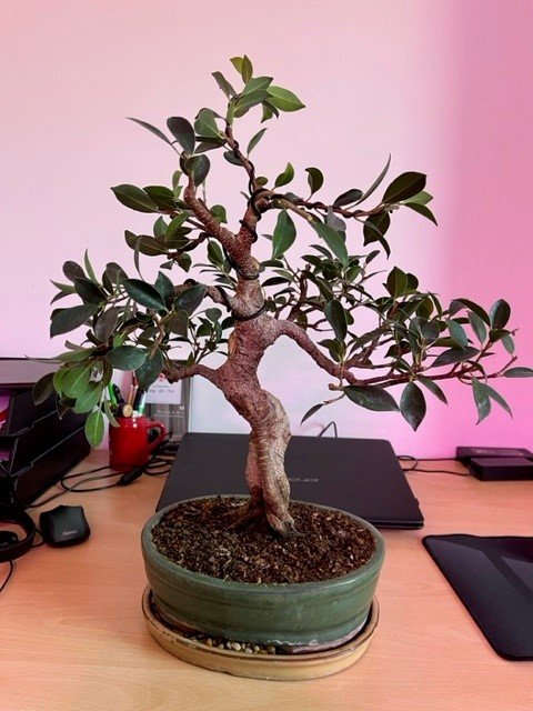 Ficus neu1.jpg
