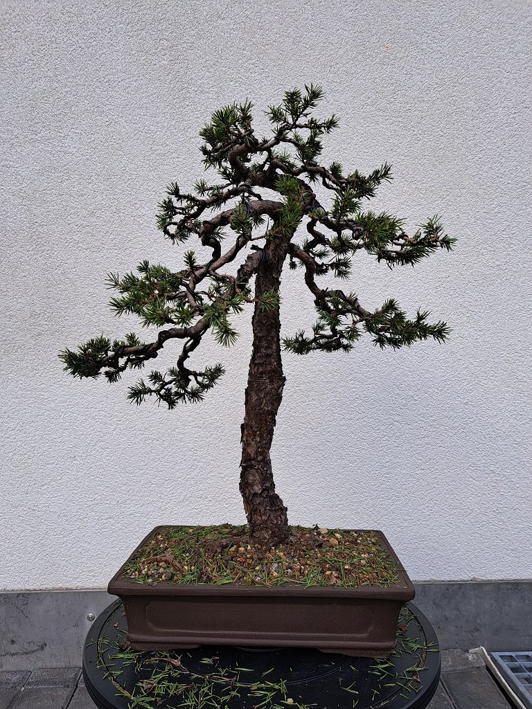 Pinus Sylvestris_2023-03-23_hinten.jpg