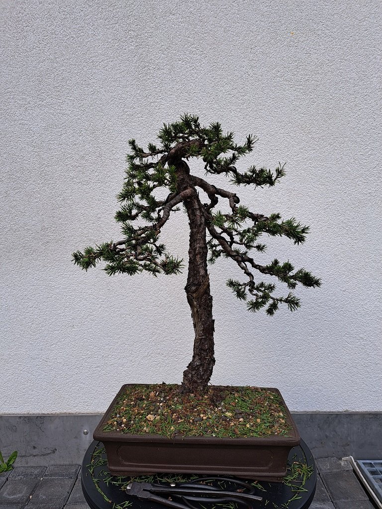 Pinus Sylvestris_2023-03-23_vorne.jpg