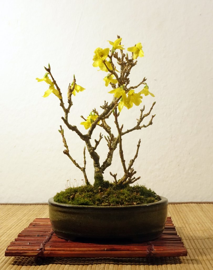 Forsythie01_2023-01e.jpg