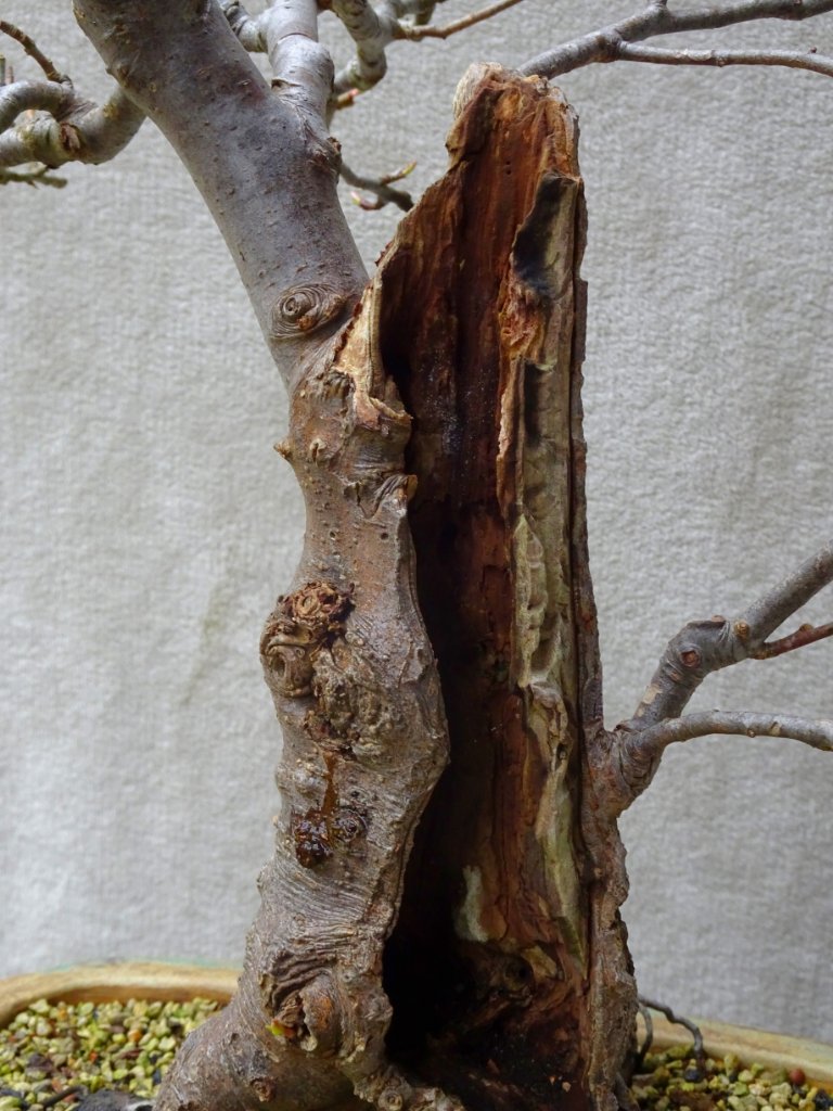 Detail vom hohlen Stamm<br />rechts am Rand fängt der lebende Teil an