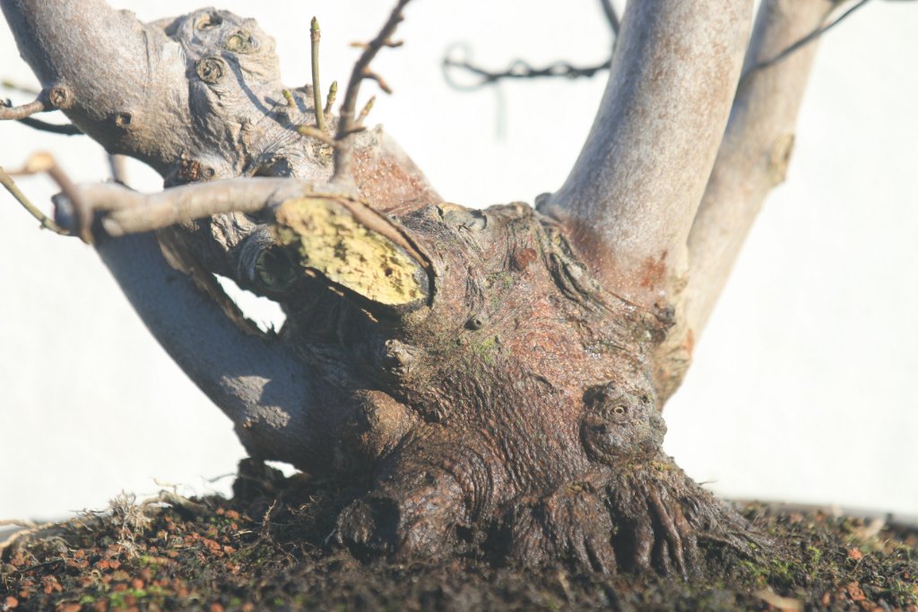 Detail Basis