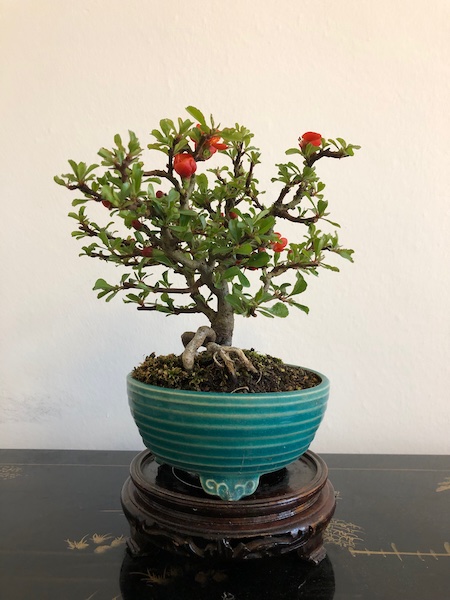 Japanische Zierquitte (Chamenomeles japonica "Chojubai").