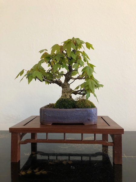 Dreispitz-Ahorn (Acer buergerianum).