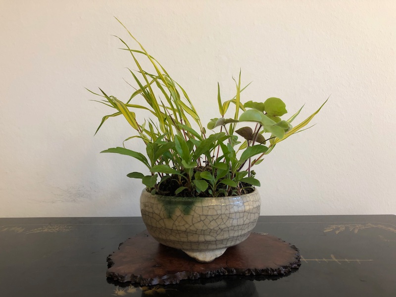 Hakonechloa macra mit Aster ageratoides "Nana" und  Hepatica japonica.