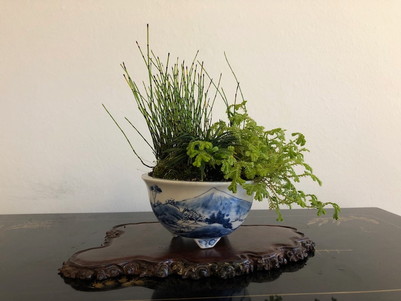 Equisetum scirpoides mit Ophiopogon japanicum und Selaginella.