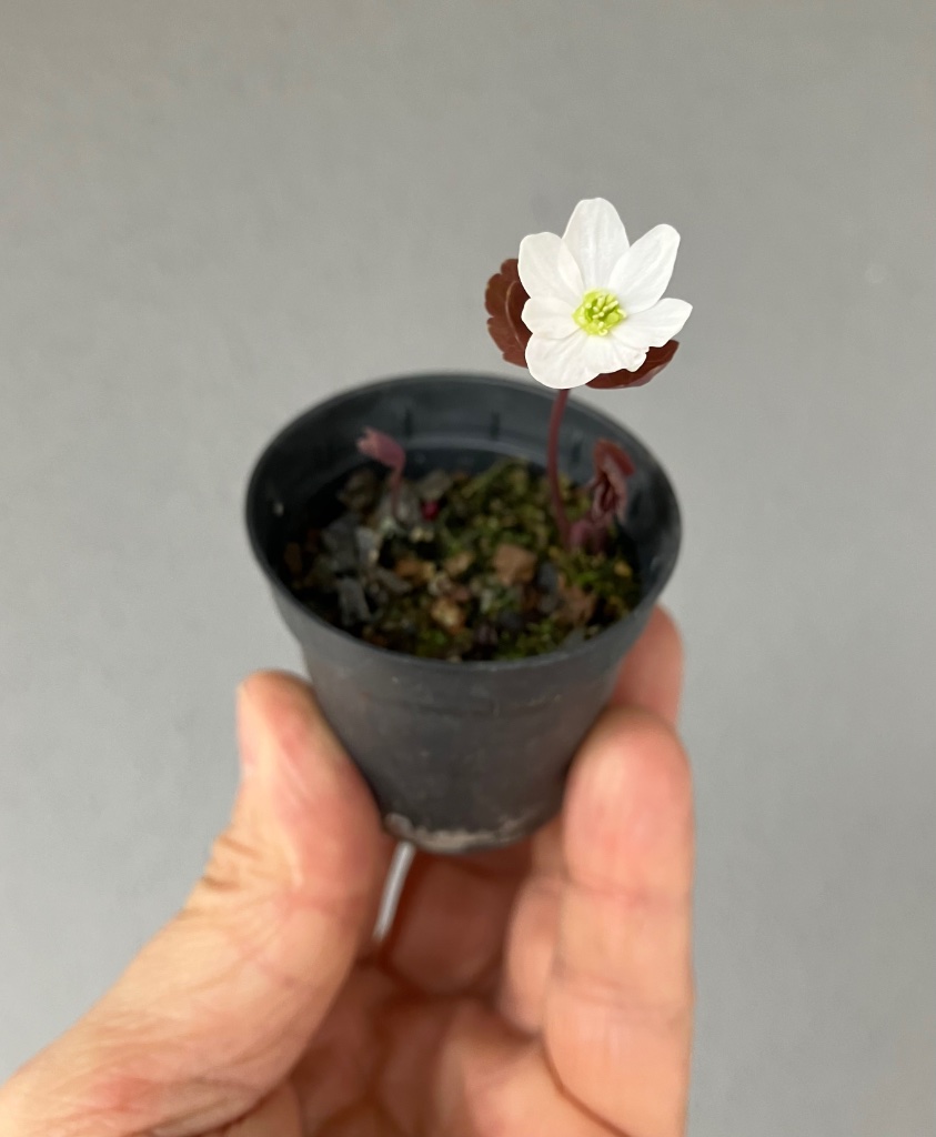 Rautenanemone