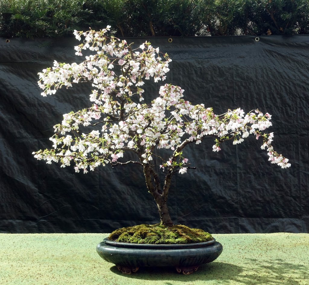 Fuji-Kirsche - Prunus incisa<br />Schale: Peter Krebs