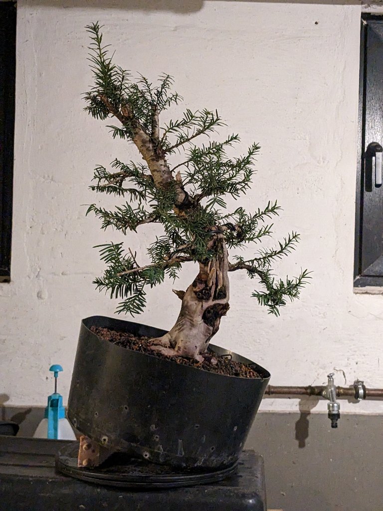 2023_03_002_Taxus.jpg