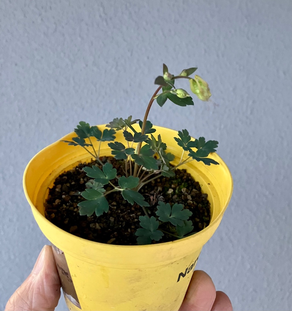 Akelei canadensis (verwackelt)