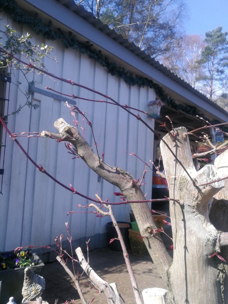 IMG_20230410_121547.jpg