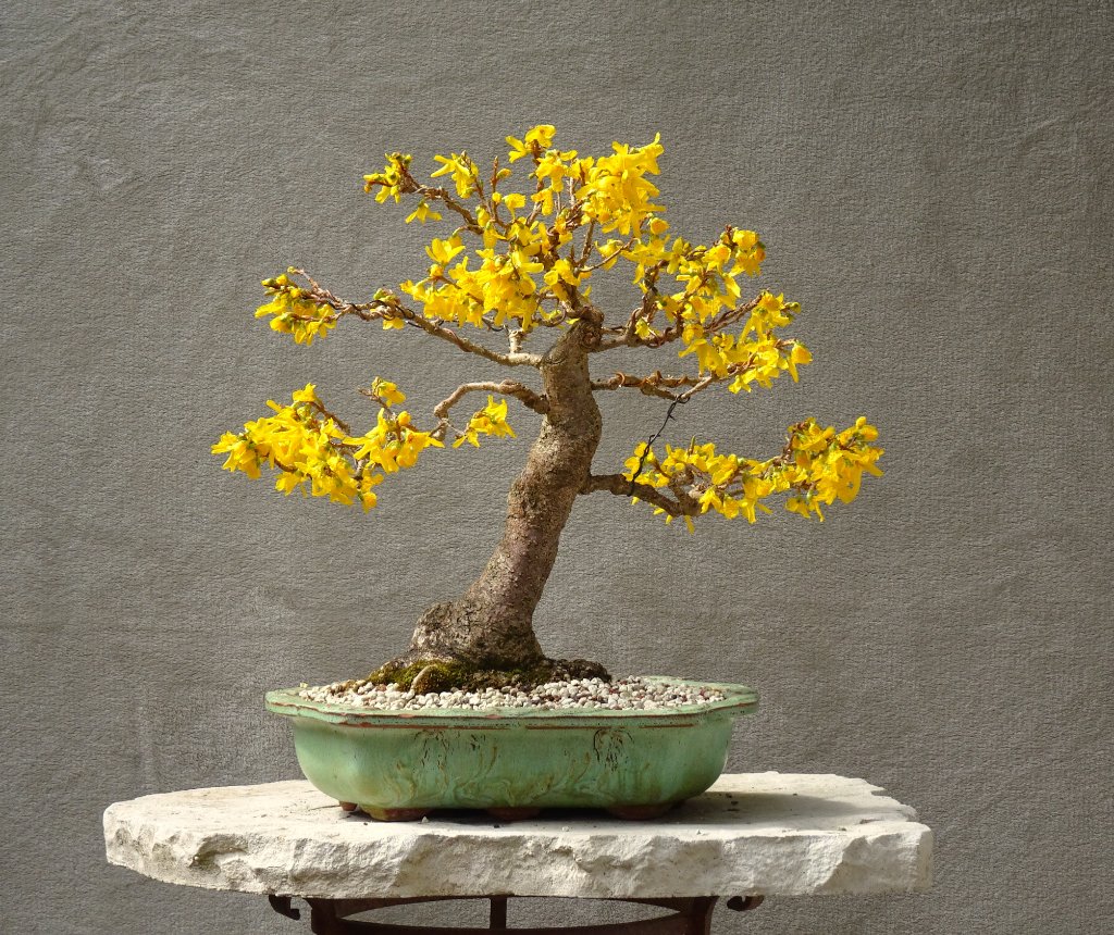 Forsythie_2023_04.JPG