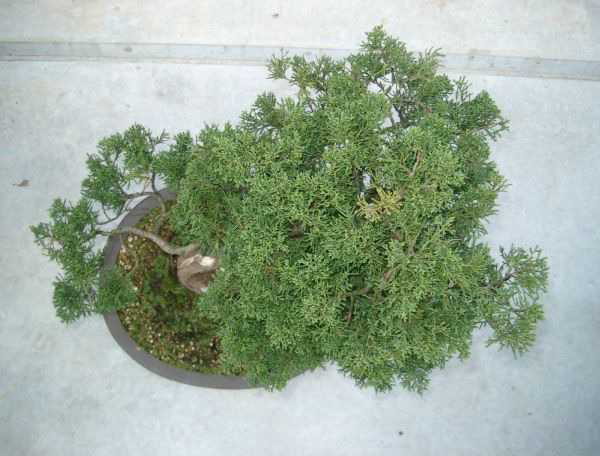 Von oben-Shimpaku.jpg