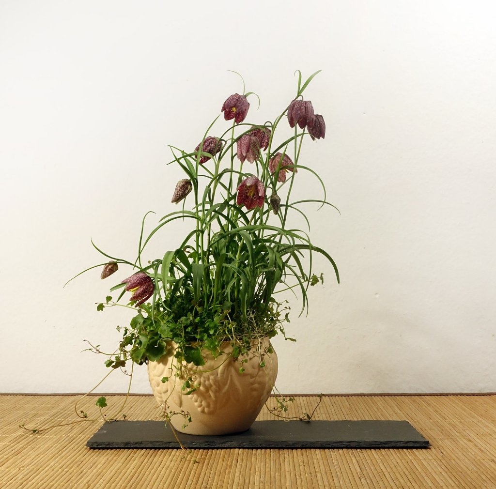 Schachbrettblume mit Zimbelkraut